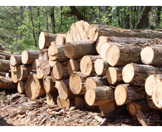 Ngành gỗ bỏ quên nhiều thị trường xuất khẩu tiềm năng !